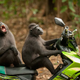 Image: Katy Laveck-Foster/Comedy Wildlife Photo Awards
